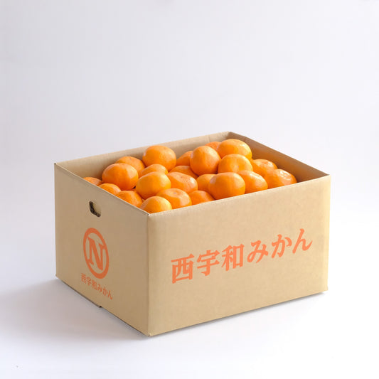 【予約商品：11月以降発送】温州みかん 10kg