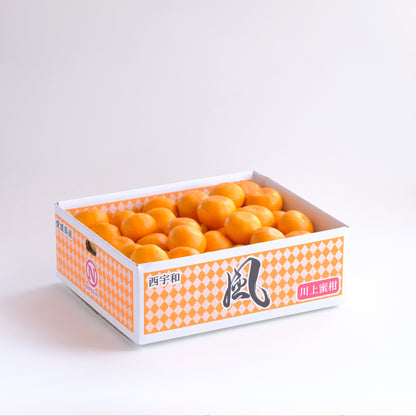 【予約商品：11月以降発送】風 5kg