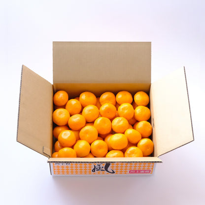 【予約商品：11月以降発送】風 5kg